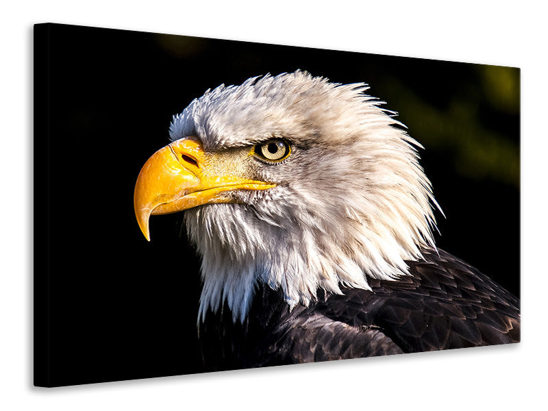 canvas-print-the-eagle-head