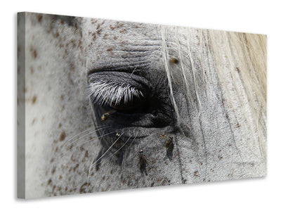 canvas-print-the-eye-of-the-horse