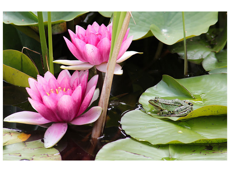canvas-print-the-frog-in-the-protection-of-water-lilies