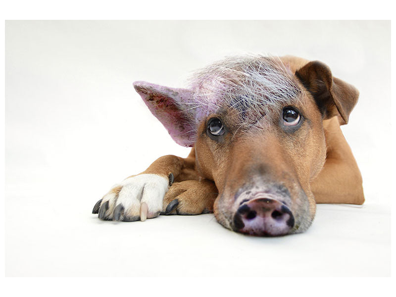 canvas-print-the-funny-pig-dog