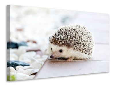 canvas-print-the-hedgehog-baby