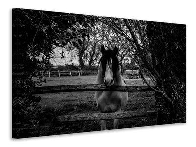 canvas-print-the-horse-sw