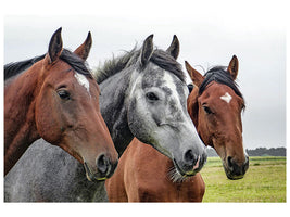 canvas-print-the-horse-trio