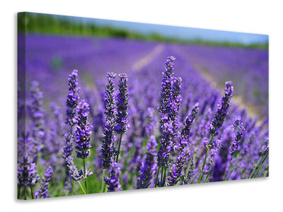 canvas-print-the-lavender-flowers