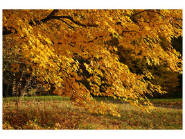 canvas-print-the-magnificent-autumn-tree