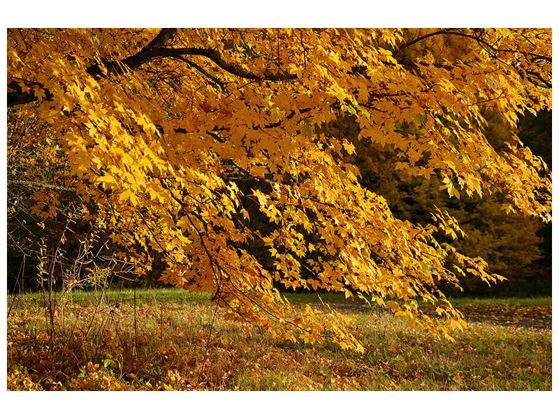 canvas-print-the-magnificent-autumn-tree