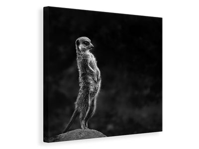 canvas-print-the-meerkat