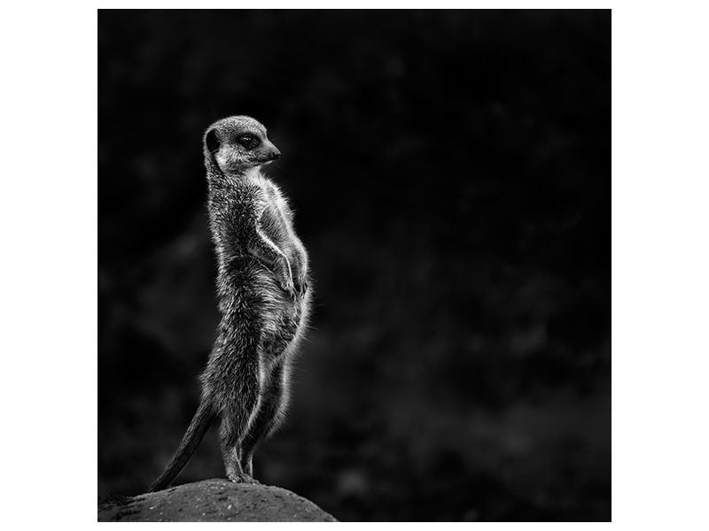 canvas-print-the-meerkat