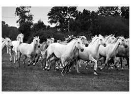 canvas-print-the-mustang-herd
