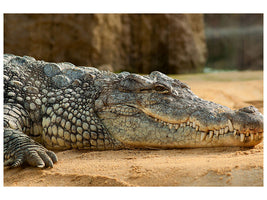 canvas-print-the-nile-crocodile