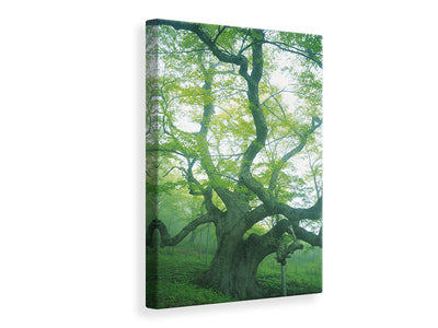 canvas-print-the-old-tree