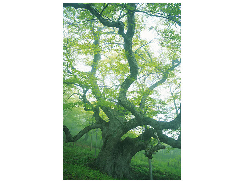 canvas-print-the-old-tree