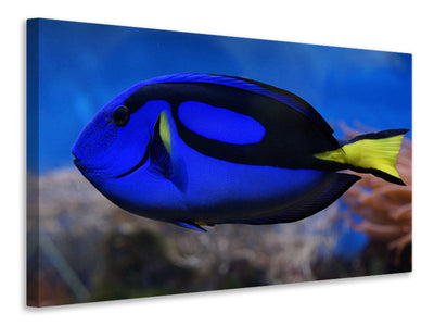 canvas-print-the-pallet-doctorfish