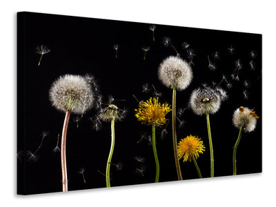 canvas-print-the-phases-of-dandelion