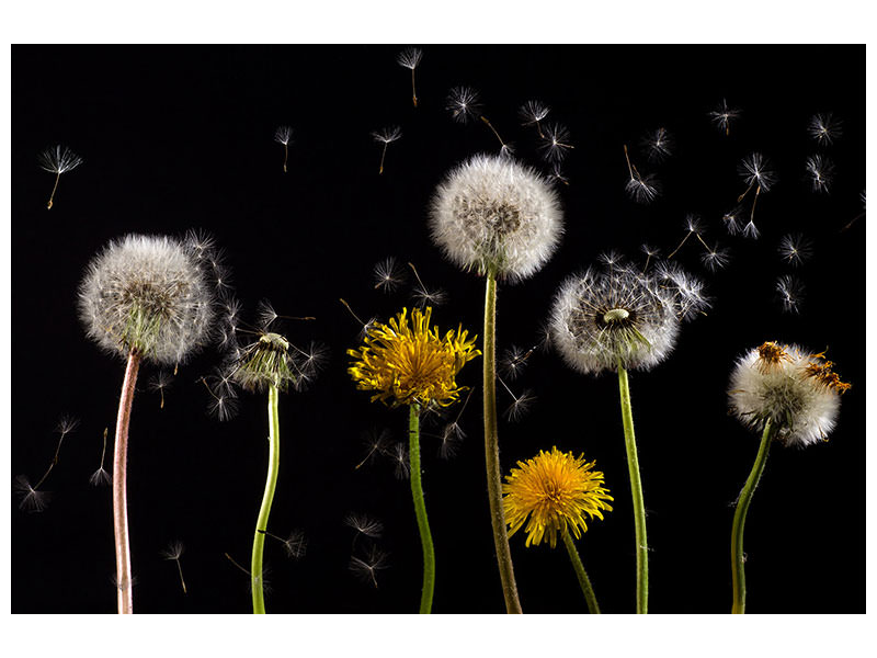 canvas-print-the-phases-of-dandelion