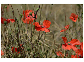 canvas-print-the-poppy-in-nature