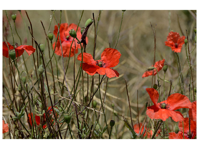 canvas-print-the-poppy-in-nature
