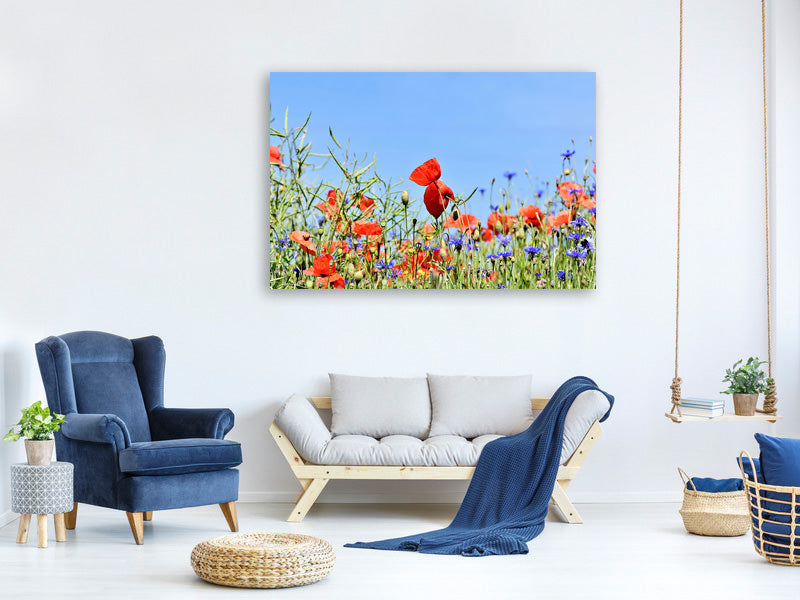 canvas-print-the-poppy-in-the-flower-meadow