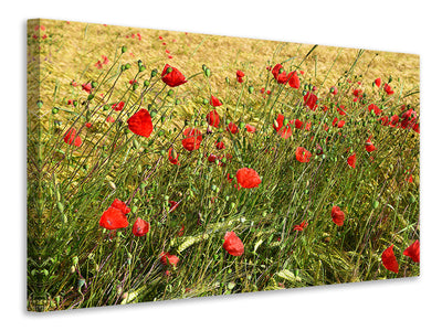 canvas-print-the-poppy-in-the-wind