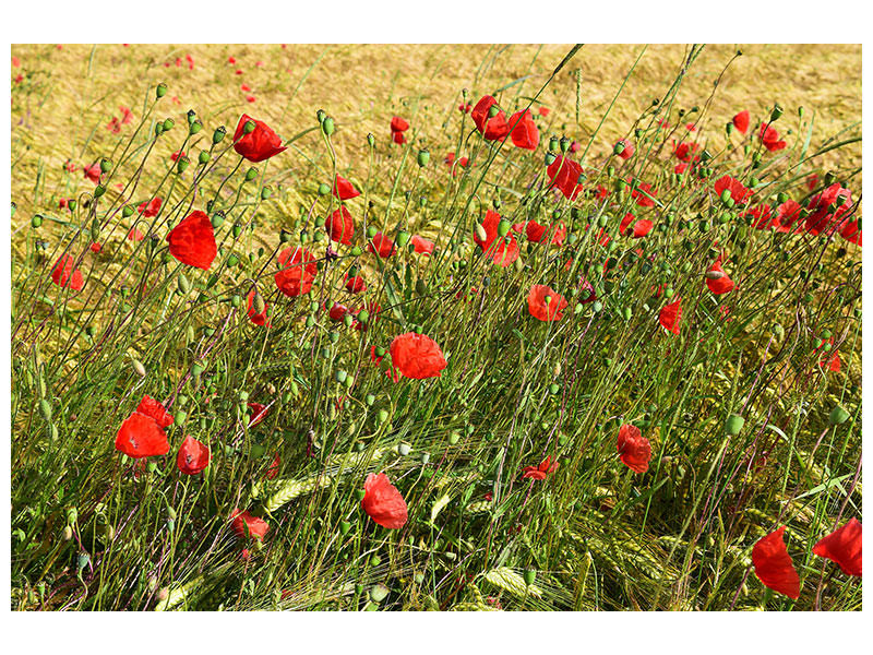 canvas-print-the-poppy-in-the-wind