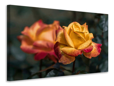 canvas-print-the-rose-in-the-garden