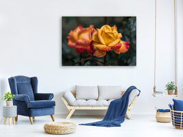 canvas-print-the-rose-in-the-garden