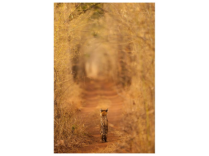 canvas-print-the-tiger-in-the-tunnel-x