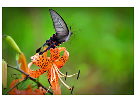 canvas-print-the-tiger-lily-and-the-butterfly