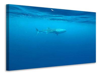 canvas-print-the-whale-shark