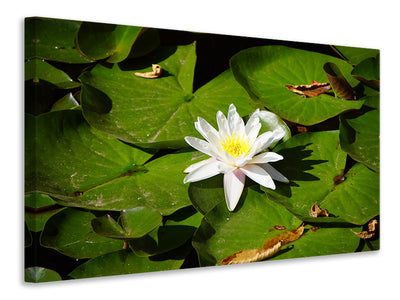 canvas-print-the-white-water-lily