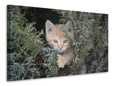 canvas-print-tiger-kitten