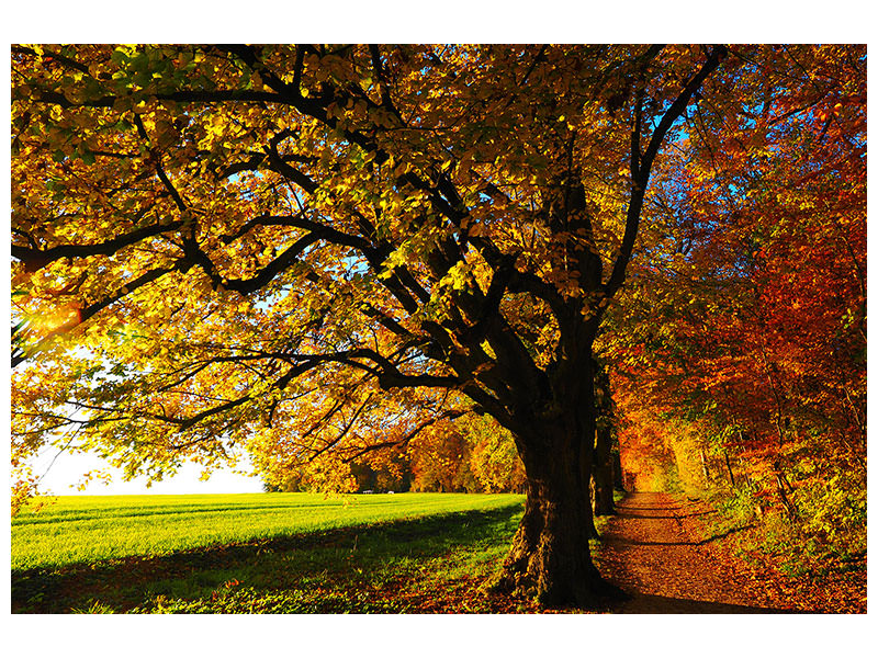 canvas-print-trees-in-the-autumn