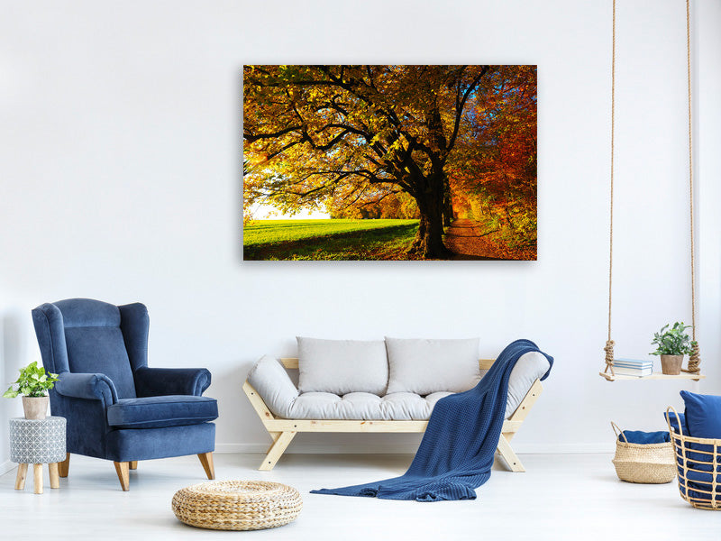canvas-print-trees-in-the-autumn
