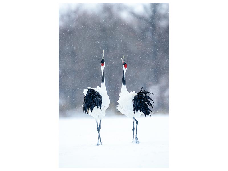 canvas-print-tsuru-crane-pair-x