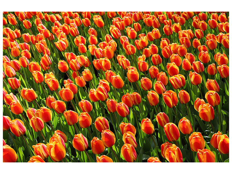 canvas-print-tulip-field-in-orange