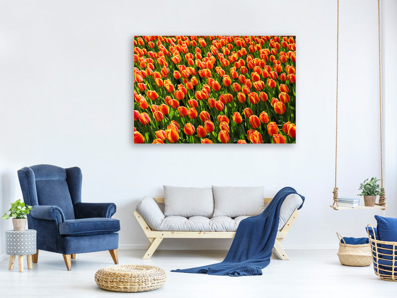 canvas-print-tulip-field-in-orange