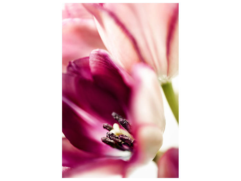 canvas-print-tulip-ii