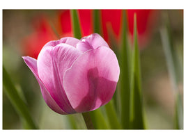 canvas-print-tulip-pretty-in-pink