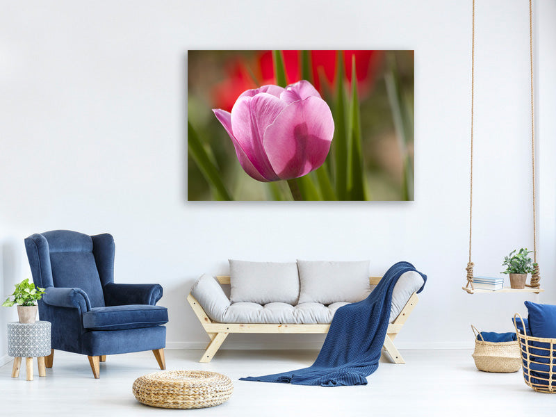 canvas-print-tulip-pretty-in-pink