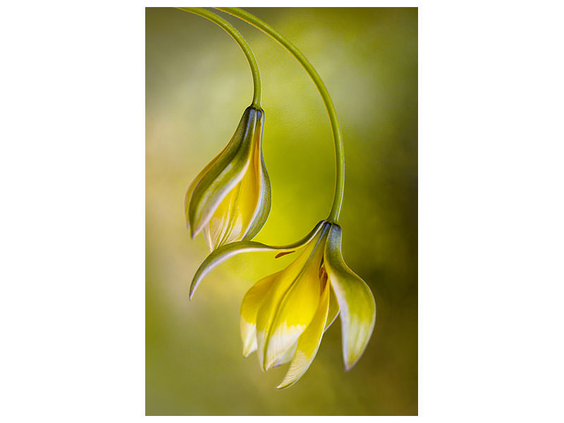 canvas-print-tulipa