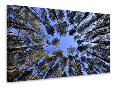 canvas-print-under-high-treetops