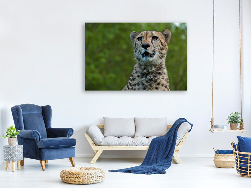 canvas-print-watchful-cheetah