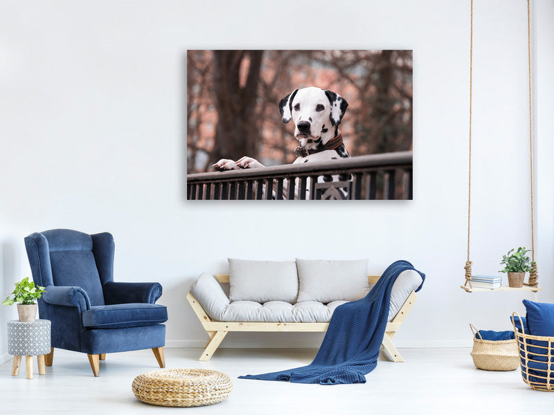 canvas-print-watchful-dalmatian