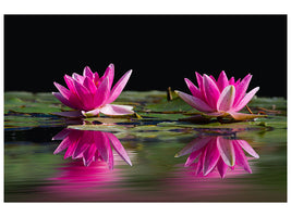 canvas-print-water-lilies-duo-in-pink