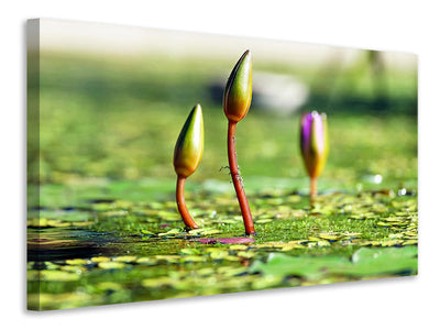 canvas-print-water-lilies-in-xl