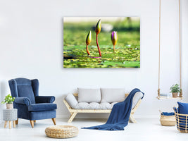 canvas-print-water-lilies-in-xl