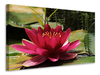 canvas-print-water-lily-in-red