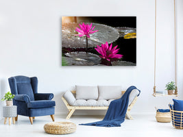 canvas-print-water-lily-in-the-morning-dew