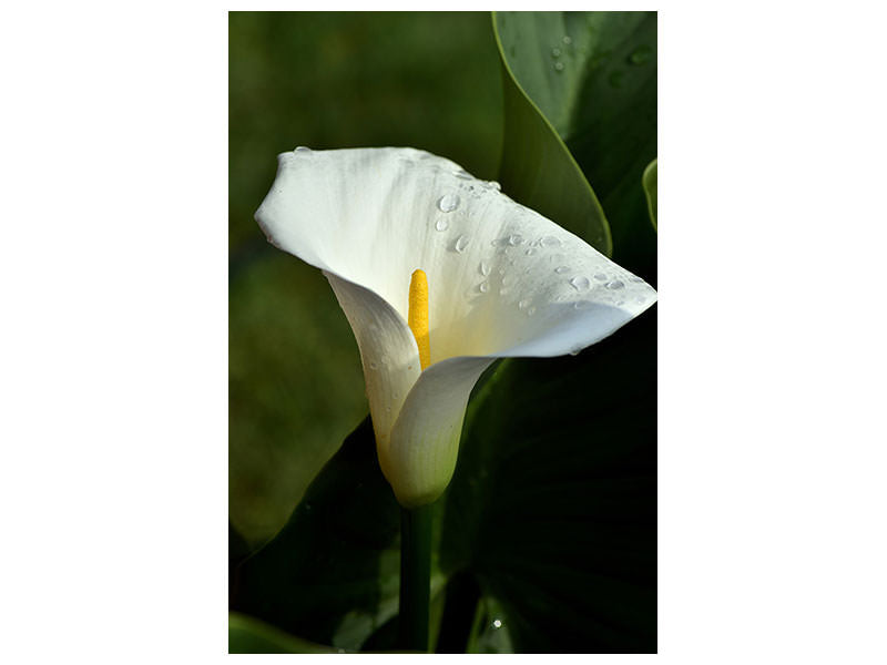 canvas-print-white-calla-with-morning-dew