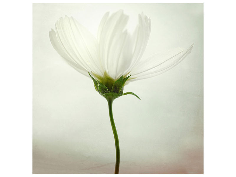 canvas-print-white-cosmos